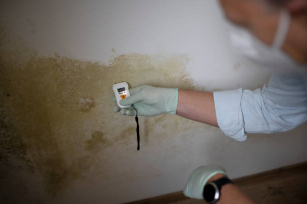 Best Local Mold Removal Service  in North Fond Du Lac, WI