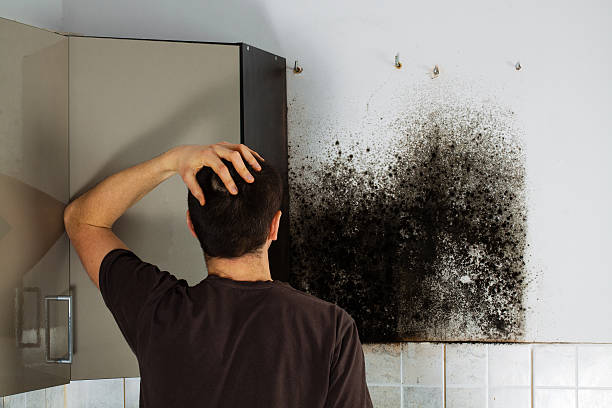 Best Mold Remediation  in North Fond Du Lac, WI